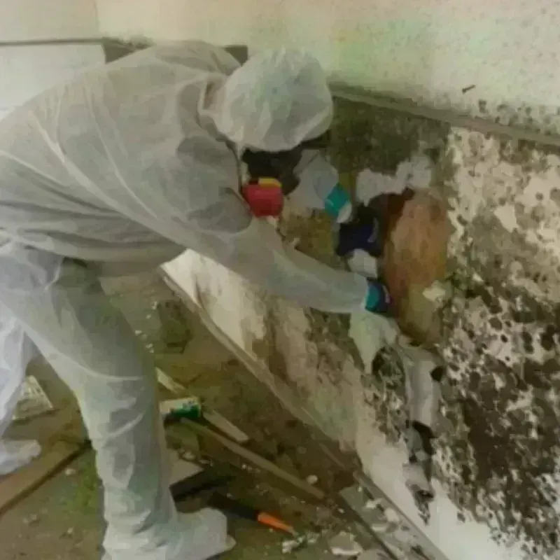 Mold Remediation and Removal in Stafford, VA